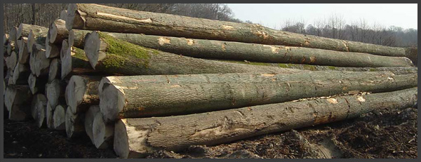 Oak Logs